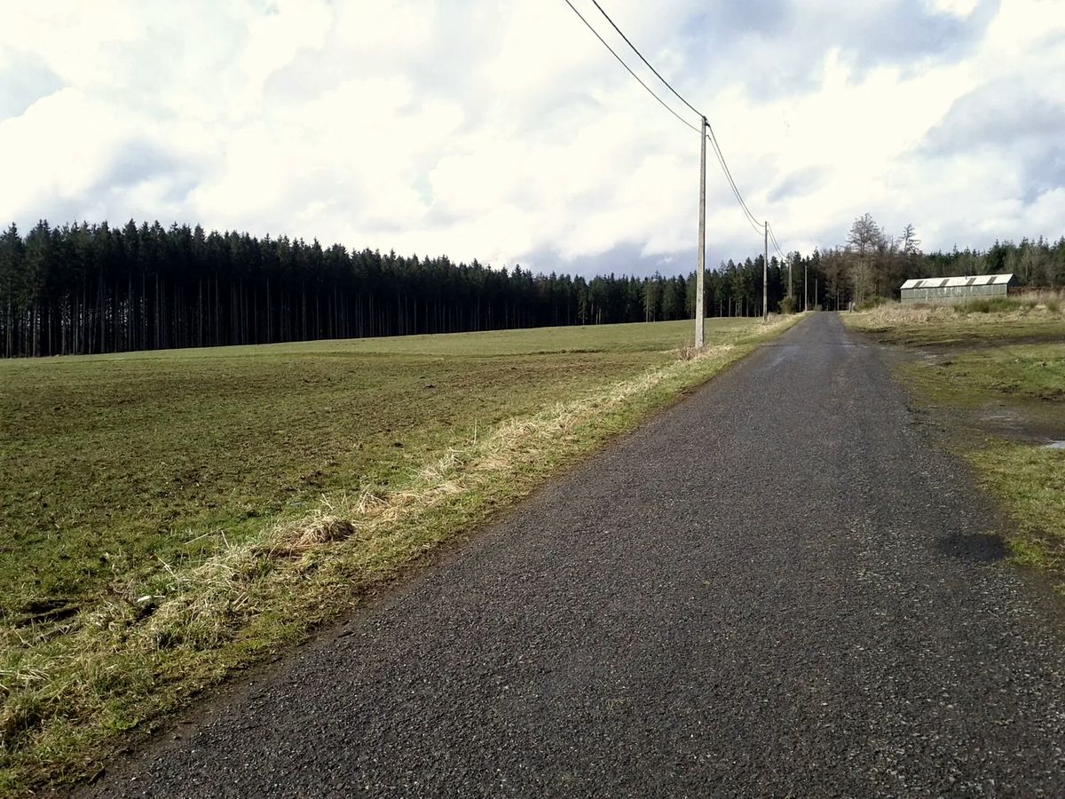 Route de campagne entre prairies et forêt de résineux en direction de Saint-Hubert